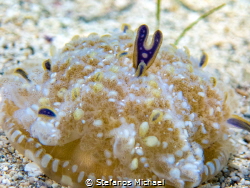 Upside-down Jellyfish - Cassiopea andromeda by Stefanos Michael 